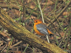 Cossypha natalensis natalensis