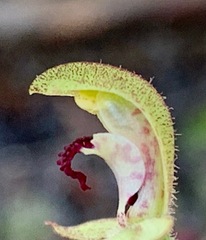 Caladenia transitoria