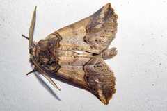 Declana junctilinea