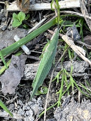 Atractomorpha sinensis