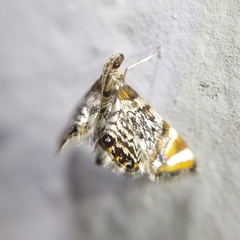 Acentropinae
