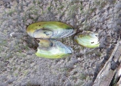 Utterbackia imbecillis