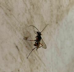 Auplopus mellipes