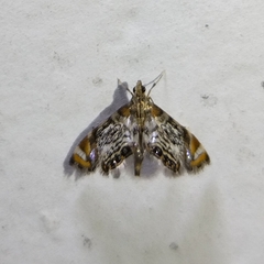 Acentropinae
