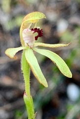 Caladenia transitoria