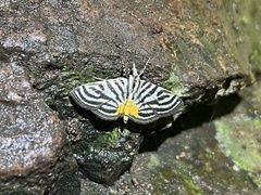 Dichocrocis rigidalis