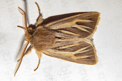 Ichneutica ceraunias