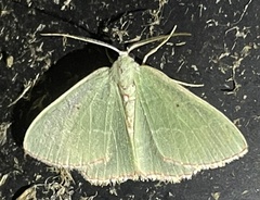 Nemoria lixaria