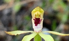 Caladenia transitoria