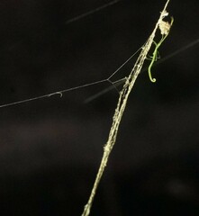 Ariamnes cylindrogaster