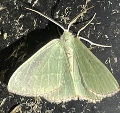 Nemoria lixaria