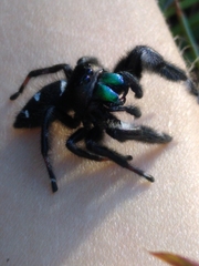 Phidippus regius