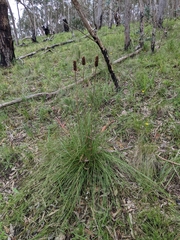 Xanthorrhoea minor lutea