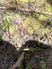 Caladenia transitoria