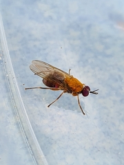 Anacanthella