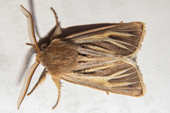 Ichneutica ceraunias