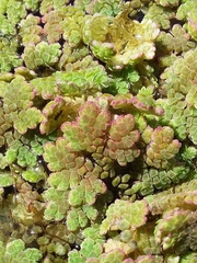 Azolla rubra