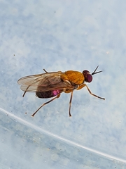 Anacanthella