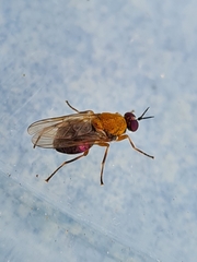 Anacanthella
