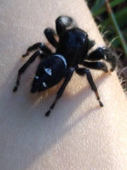 Phidippus regius