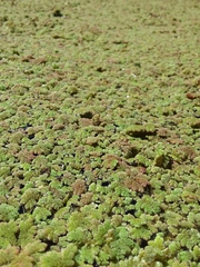 Azolla rubra