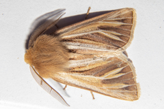 Ichneutica ceraunias