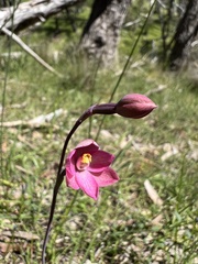 Thelymitra rubra