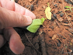 Drimiopsis