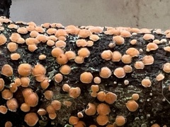 Aleurodiscus grantii