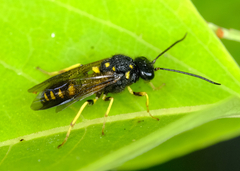 Trigonalidae