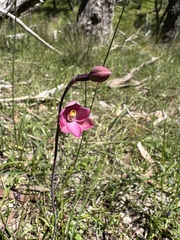 Thelymitra rubra
