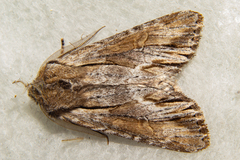 Ichneutica paracausta