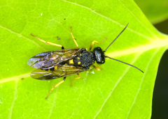 Trigonalidae