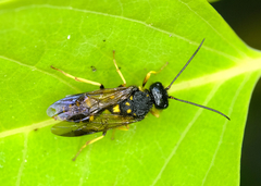 Trigonalidae