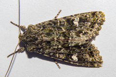 Ichneutica plena