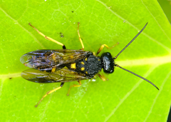 Trigonalidae