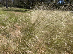 Austrostipa mollis