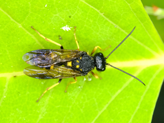 Trigonalidae