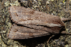 Ichneutica ustistriga