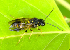 Trigonalidae
