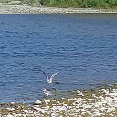 Charadrius bicinctus