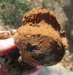 Pisolithus arenarius