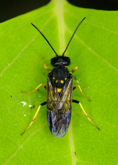 Trigonalidae