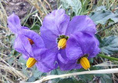 Solanum xanti