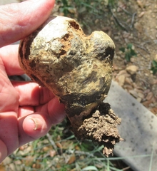 Pisolithus arenarius