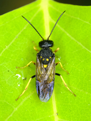 Trigonalidae