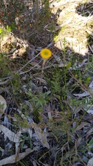 Leptorhynchos squamatus