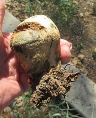 Pisolithus arenarius