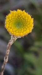 Leptorhynchos squamatus