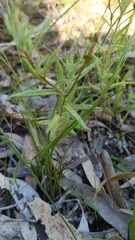 Leptorhynchos squamatus